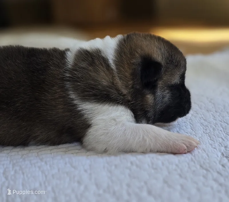RUGER – Akita puppy for sale in Springfield, MO