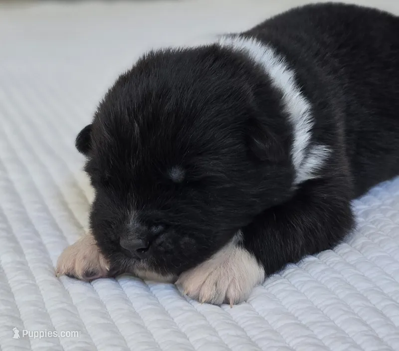 TOGO – Akita puppy for sale in Springfield, MO