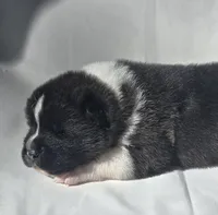 RANGER, a male Akita for sale in Springfield, MO – Photo 2 of 10