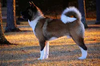 RANGER, a male Akita for sale in Springfield, MO – Photo 9 of 10