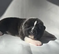 RANGER, a male Akita for sale in Springfield, MO – Photo 5 of 10