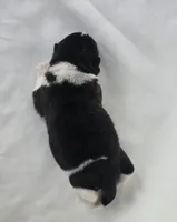 RANGER, a male Akita for sale in Springfield, MO – Photo 7 of 10