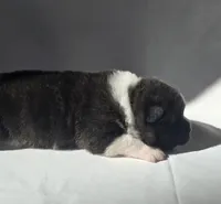 RANGER, a male Akita for sale in Springfield, MO – Photo 3 of 10