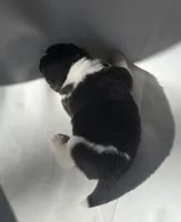 RANGER, a male Akita for sale in Springfield, MO – Photo 4 of 10