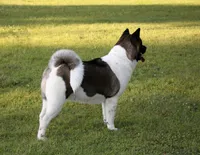 RANGER, a male Akita for sale in Springfield, MO – Photo 10 of 10