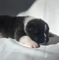 RANGER, a male Akita for sale in Springfield, MO – Photo 1 of 10