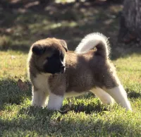 SCOUT, a male Akita for sale in Springfield, MO – 2 of 9