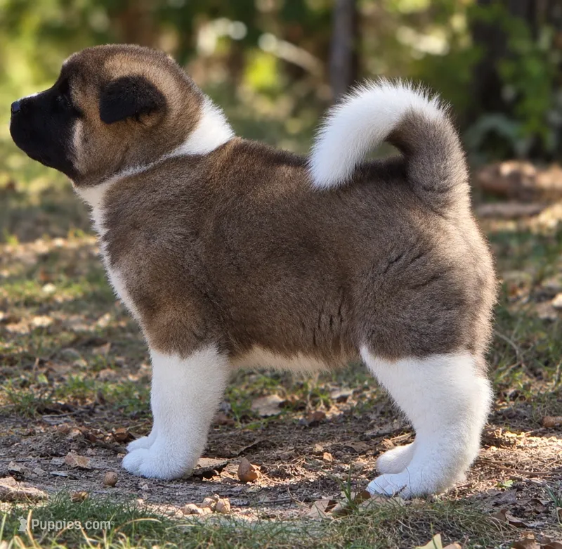 SCOUT – Akita puppy for sale in Springfield, MO
