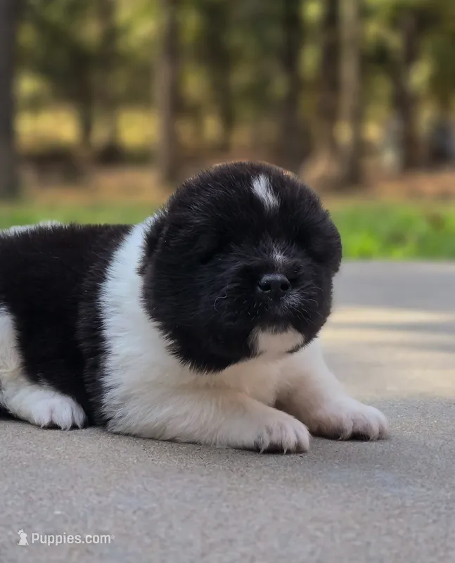 SKYE – Akita puppy for sale in Springfield, MO