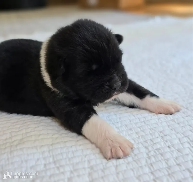 TOGO – Akita puppy for sale in Springfield, MO