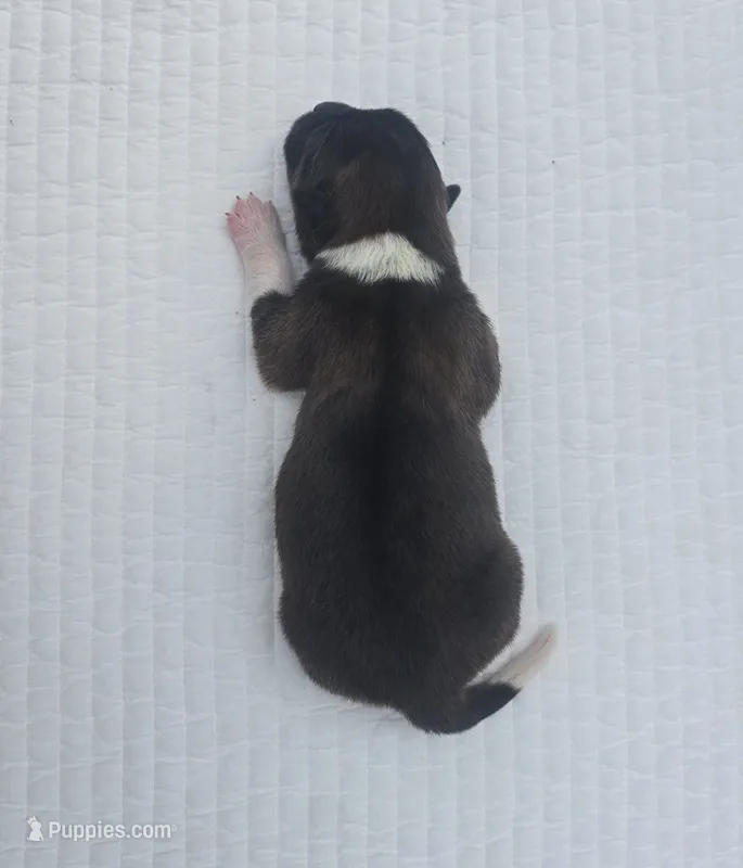 AKIRA – Akita puppy for sale in Springfield, MO