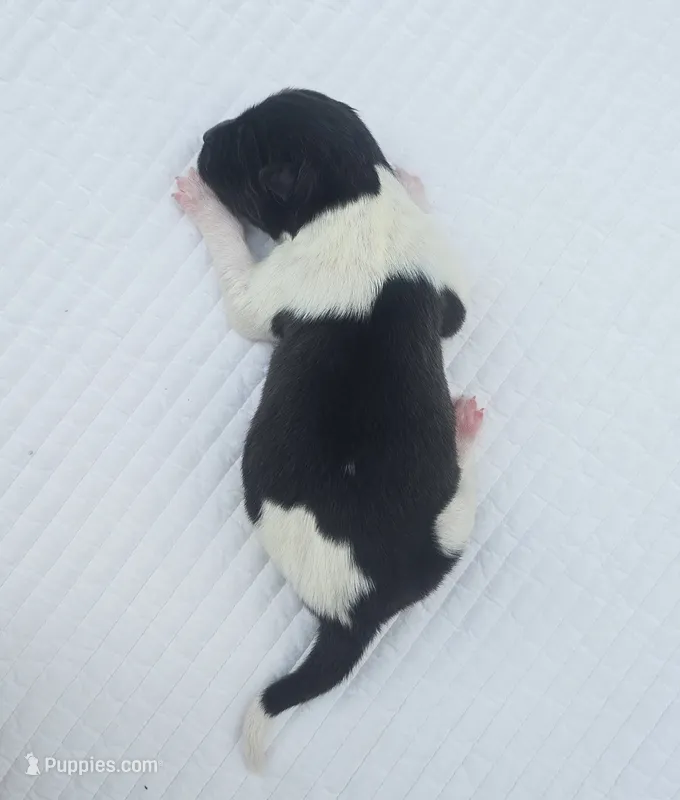 SKYE – Akita puppy for sale in Springfield, MO