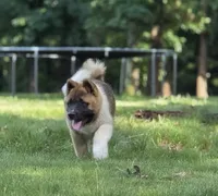 ECHO, a male Akita for sale in Springfield, MO – 4 of 9