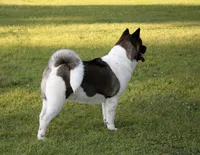 SCOUT, a male Akita for sale in Springfield, MO – 4 of 5