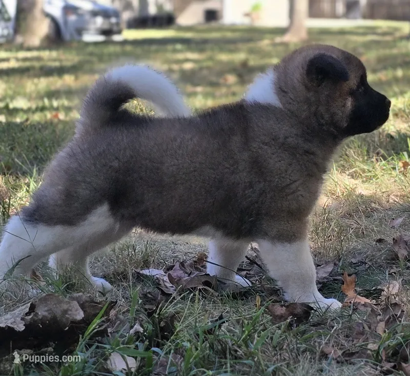 SCOUT – Akita puppy for sale in Springfield, MO