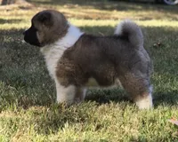 RUGER, a male Akita for sale in Springfield, MO – 2 of 10