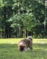 ECHO, a male Akita for sale in Springfield, MO – 3 of 9