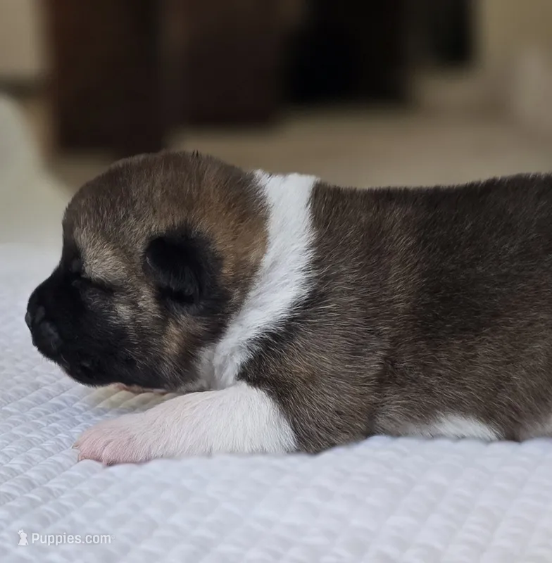 REMY – Akita puppy for sale in Springfield, MO