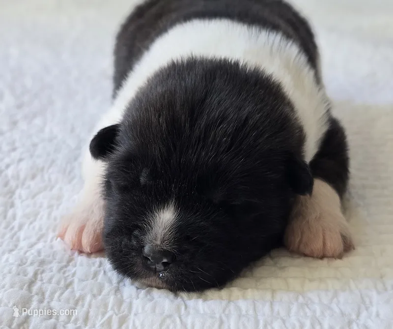 KODA – Akita puppy for sale in Springfield, MO