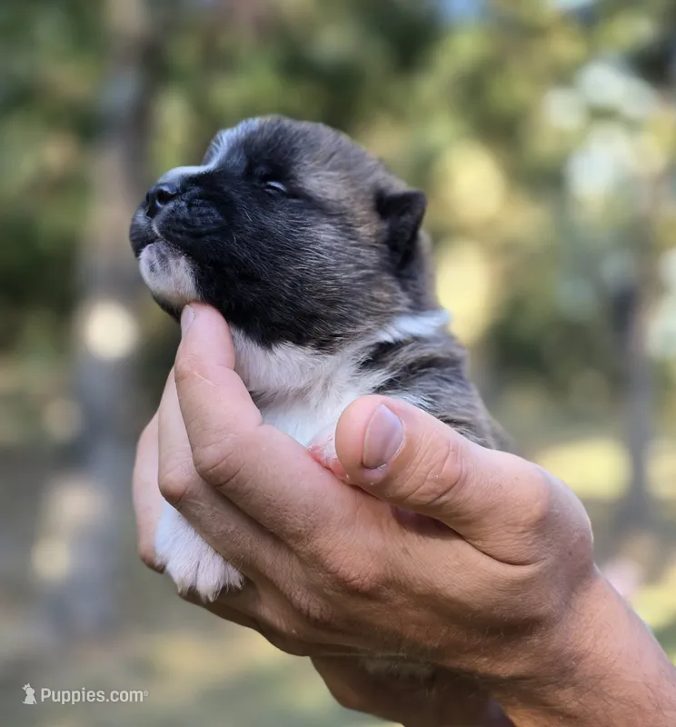SCOUT – Akita puppy for sale in Springfield, MO