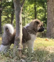 RUGER, a male Akita for sale in Springfield, MO – 6 of 10