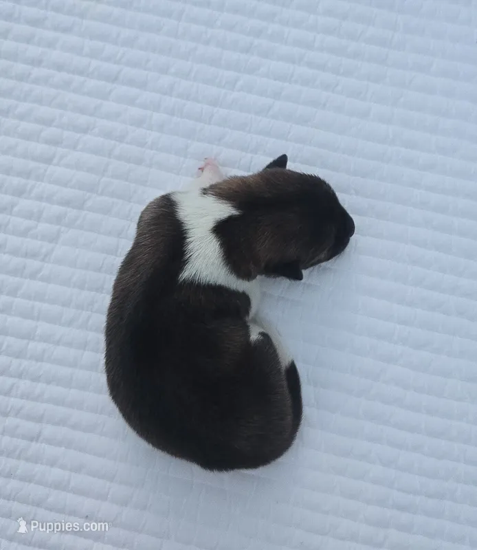 REMY – Akita puppy for sale in Springfield, MO