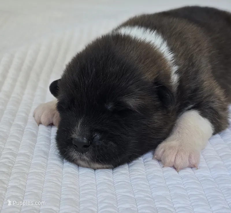 AKIRA – Akita puppy for sale in Springfield, MO