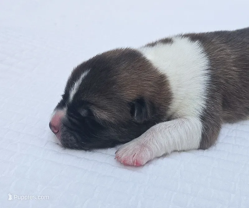 RUGER – Akita puppy for sale in Springfield, MO