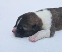 RUGER, a male Akita for sale in Springfield, MO – 1 of 5