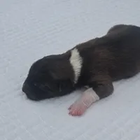 AKIRA, a female Akita for sale in Springfield, MO – 2 of 4
