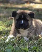 SCOUT, a male Akita for sale in Springfield, MO – 3 of 9