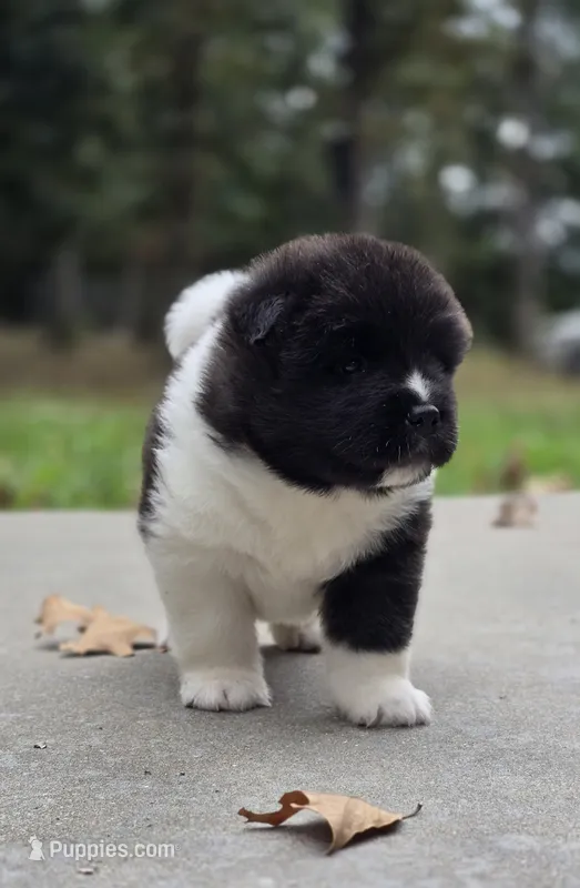 KODA – Akita puppy for sale in Springfield, MO