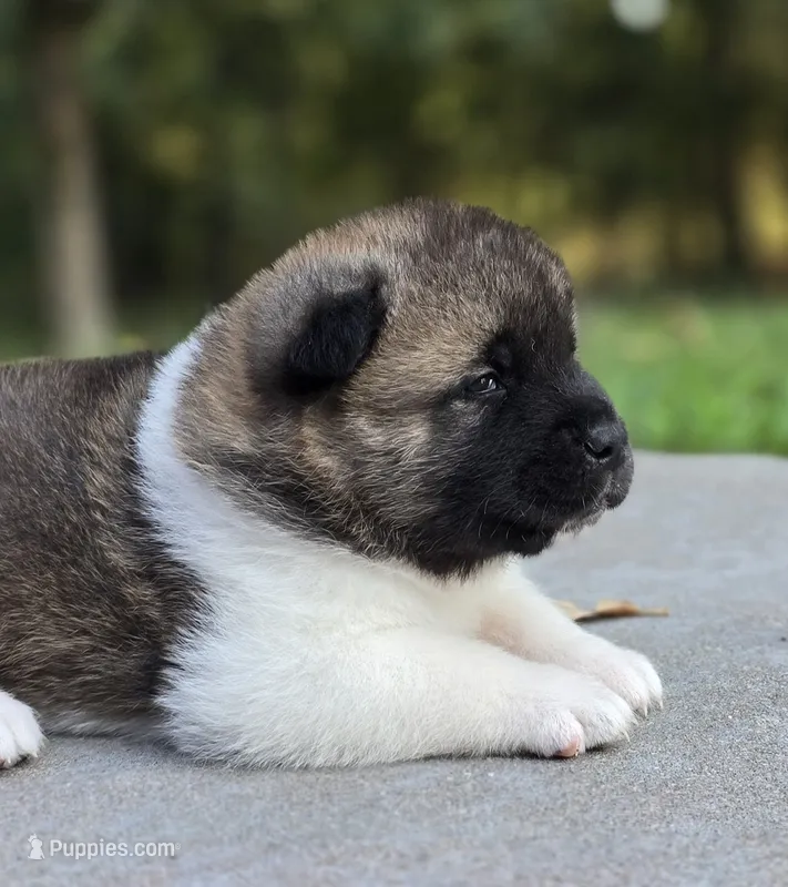 AKIRA – Akita puppy for sale in Springfield, MO
