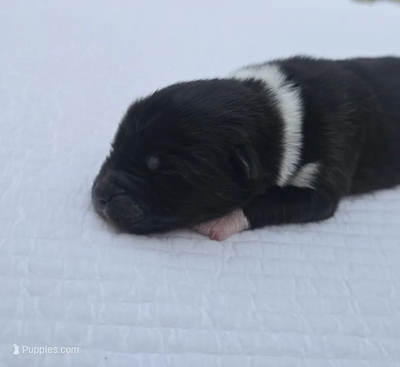 TOGO – Akita puppy for sale in Springfield, MO