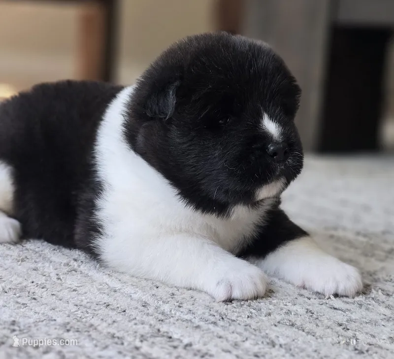 KODA – Akita puppy for sale in Springfield, MO