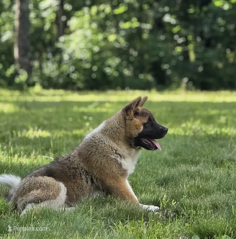 ECHO – Akita puppy for sale in Springfield, MO