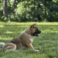 ECHO, a male Akita for sale in Springfield, MO – 1 of 9