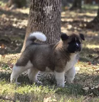 SCOUT, a male Akita for sale in Springfield, MO – 5 of 9