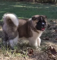 RUGER, a male Akita for sale in Springfield, MO – 4 of 10