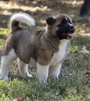 SCOUT, a male Akita for sale in Springfield, MO – 6 of 9