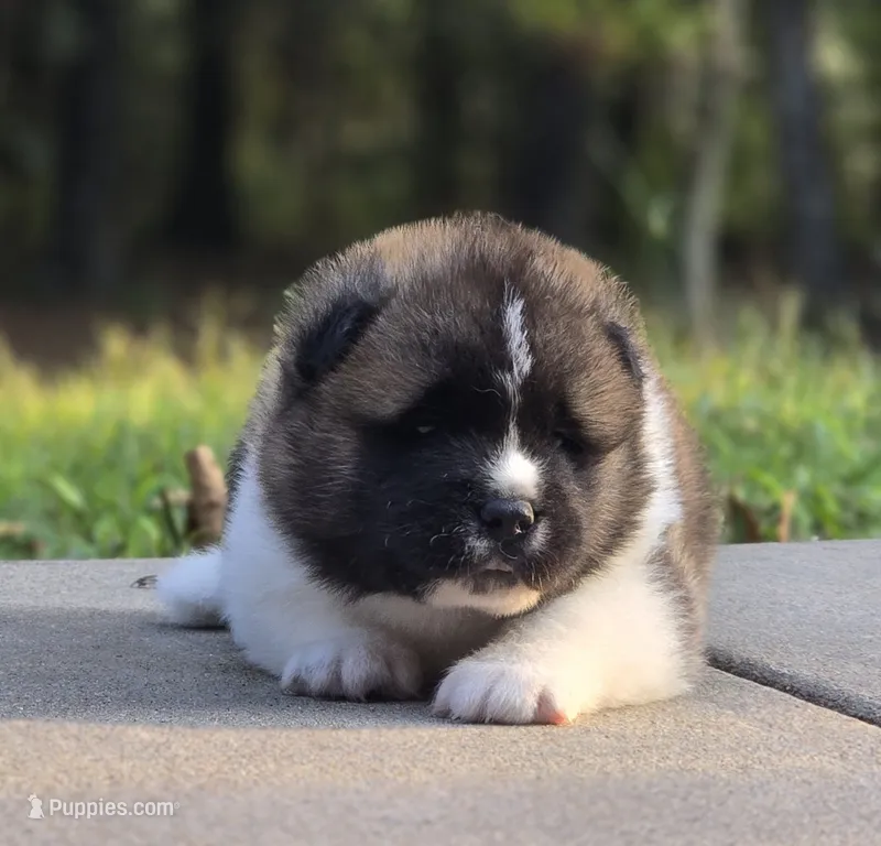 RUGER – Akita puppy for sale in Springfield, MO
