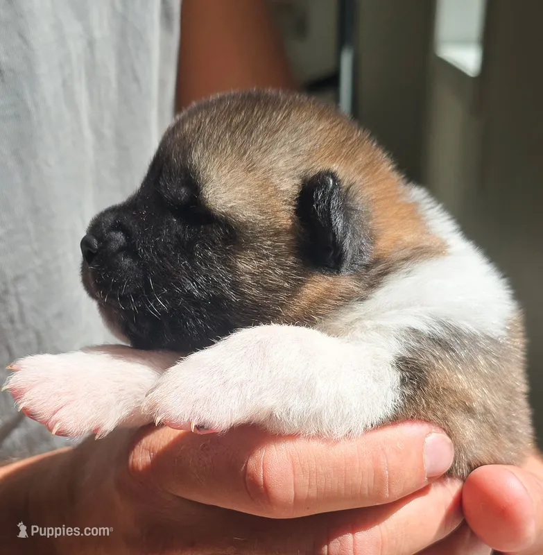 REMY – Akita puppy for sale in Springfield, MO
