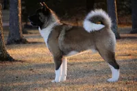KODA, a female Akita for sale in Springfield, MO – 5 of 5