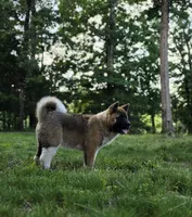 ECHO, a male Akita for sale in Springfield, MO – 5 of 9