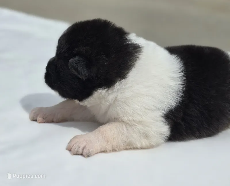 SKYE – Akita puppy for sale in Springfield, MO