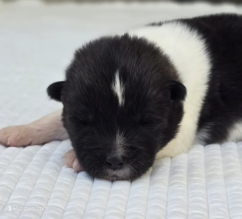 SKYE – Akita puppy for sale in Springfield, MO