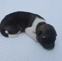 REMY, a male Akita for sale in Springfield, MO – 2 of 4
