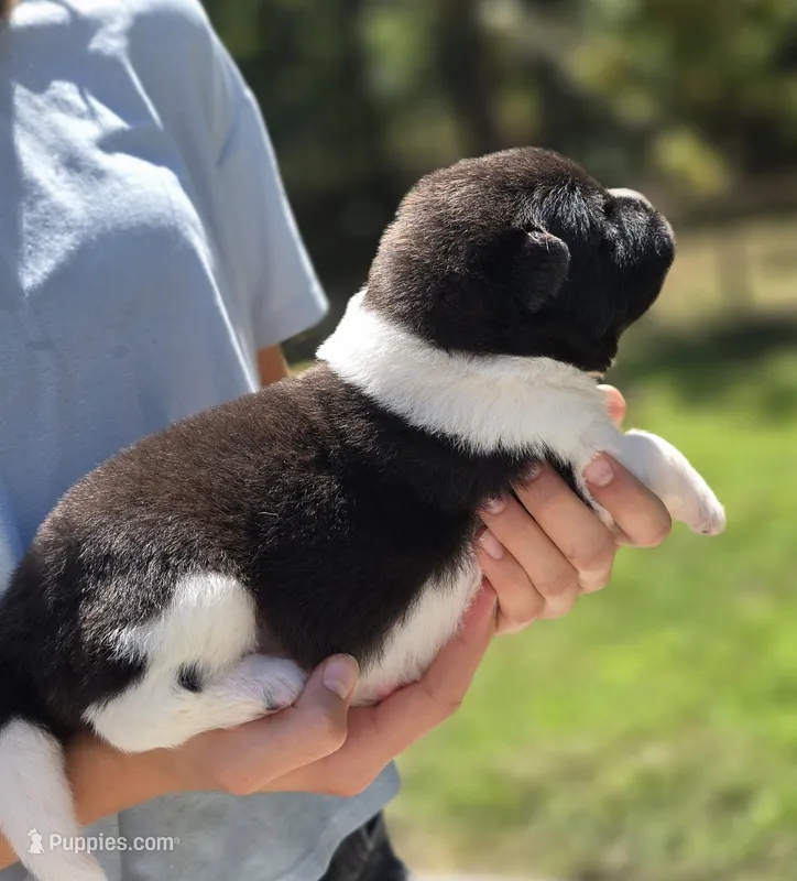 KODA – Akita puppy for sale in Springfield, MO