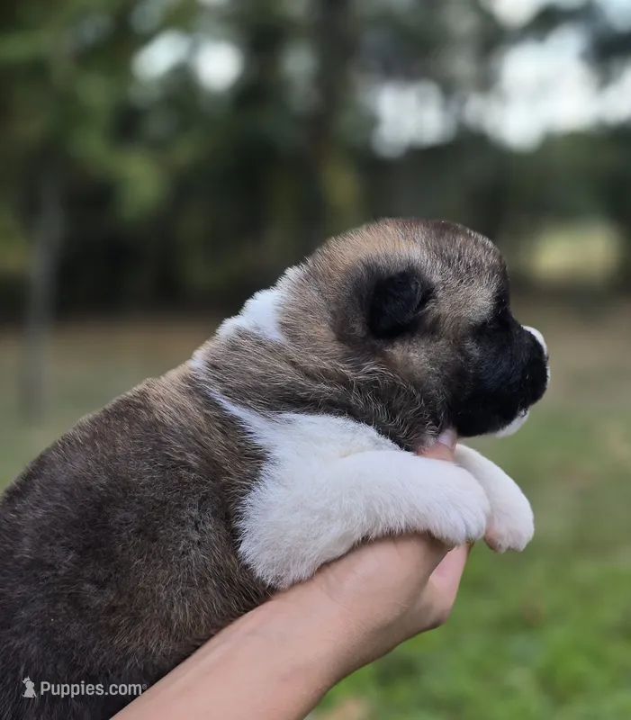 RUGER – Akita puppy for sale in Springfield, MO