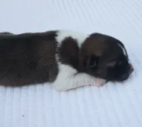 RUGER, a male Akita for sale in Springfield, MO – 2 of 5